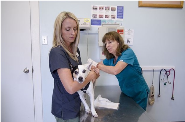 What are the prerequisites to enter a US Veterinarian School program?